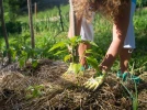 Les 10 cl�s pour r�ussir un jardin en permaculture