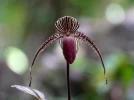 Paphiopedilum de Rothschild, Orchid�e� d'or de Kinabalu, Paphiopedilum rothschildianum