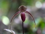 Paphiopedilum de Rothschild, Orchidée  d'or de Kinabalu, Paphiopedilum rothschildianum