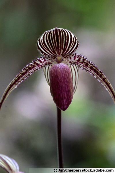 Paphiopedilum de Rothschild, Kinabalu Golden Orchid, Paphiopedilum  rothschildianum: plante, cresça, multiplique
