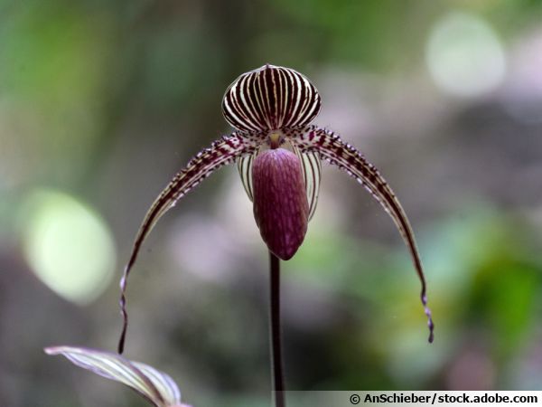 Paphiopedilum de Rothschild, Orchide d'or de Kinabalu, Paphiopedilum rothschildianum