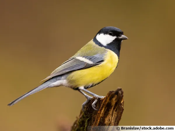 La mésange charbonnière, Parus major