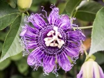 Passiflora incarnata