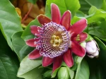 Fleur de la passiflore g�ante, Passiflora quadrangularis