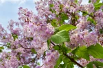 Cette plante pousse dix fois plus vite que les autres, le paulownia surprend tous les jardiniers