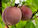 P�cher de vigne, P�che sanguine, Prunus persica