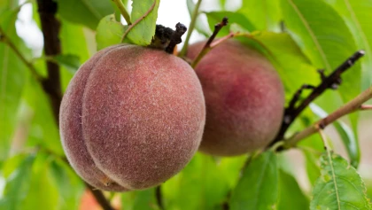 P�cher de vigne (Prunus persica) : l'alli� rustique des jardins gourmands