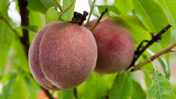 P�cher de vigne, P�che sanguine, Prunus persica