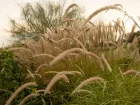Herbe aux couvillons orientale, Pennisetum orientale
