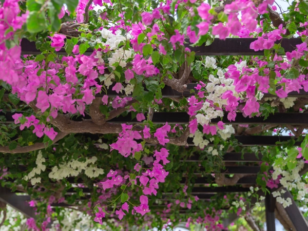 Pergola couverte de bougainvilliers roses et blancs