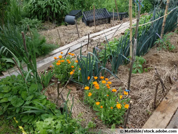 Les micros-fermes permacoles, des oasis de vie