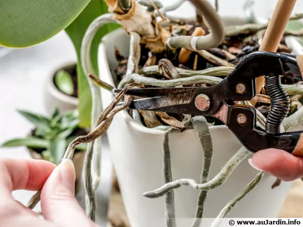 Faut-il couper les racines dbordantes du phalaenopsis