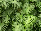 Philodendron de Sellow, Selloum, Philodendron en arbre, Philodendron bipinnatifidum