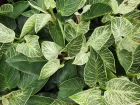 Philodendron panach blanc, Philodendron 'Birkin'