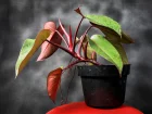 Philodendron 'Rojo Congo'