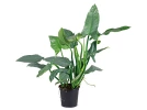 Philodendron � feuilles de lances, Philodendron hastatum 'Silver Sword'