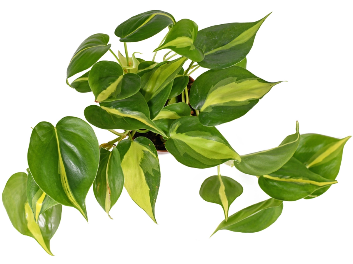 black prince philodendron Philodendron Red Sun | 4" Pot | Easy Care Houseplant