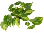 Philodendron scandens ou hederaceae �Brasil�, un philo en feuilles de c�ur panach�