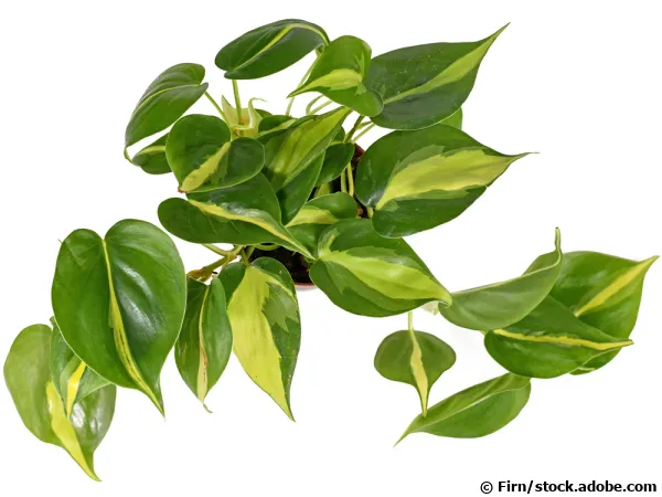 Philodendron scandens ou hederaceae ‘Brasil’, un philo en feuilles de cœur panaché
