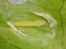 La mineuse des agrumes, un insecte aussi discret que redoutable