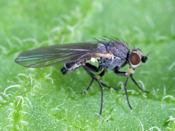 La mouche mineuse du poireau (Phytomyza gymnostoma)