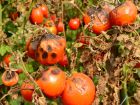 Les maladies cryptogamiques de la tomate