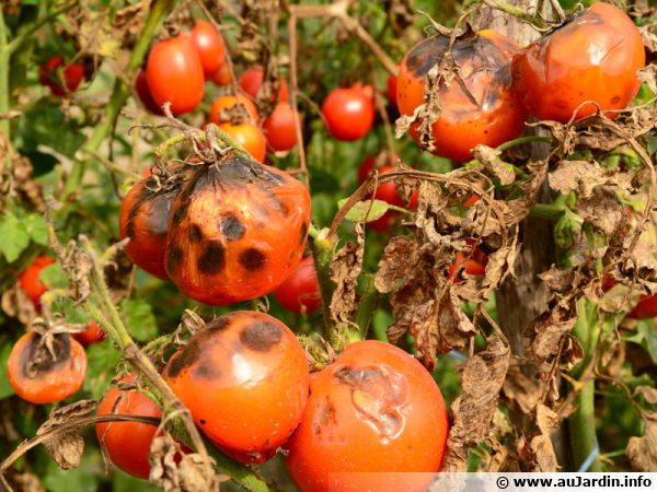 Phytophthora infestans se développe sur les tomates après un épisode très pluvieux