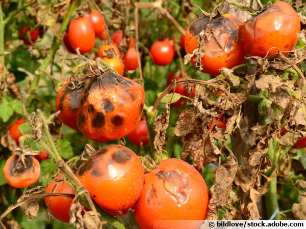 Phytophthora infestans se développe sur les tomates après un épisode très pluvieux