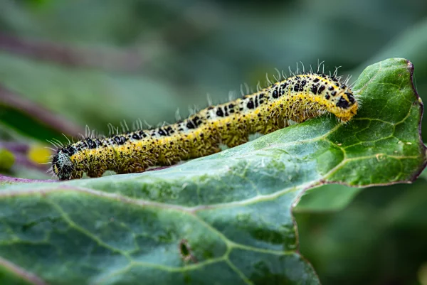 La chenille de Pieris brassicae, la pi&eacute;ride du chou