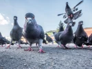 �loigner efficacement les pigeons