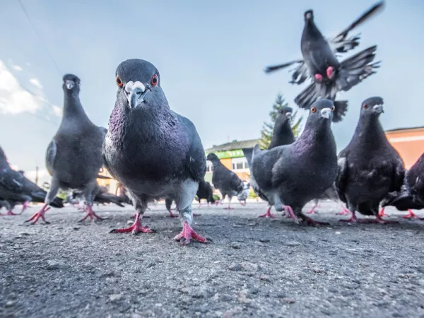 Les pigeons, des oiseaux pouvant être envahissant