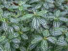 Plante aluminium, Pila du pre Cadire, Pila de Cadier, Pilea cadieri