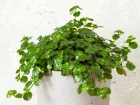 Larmes de bb, Larmes d'ange, Orteils de bb, Pilea depressa