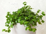 Larmes de b�b�, Larmes d'ange, Orteils de b�b�, Pilea depressa