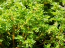 Plante feu d'artifice, Pil�a � petites feuilles, Pil�a � feuilles de foug�re, Pilea microphylla