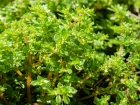 Plante feu d'artifice, Pila  petites feuilles, Pila  feuilles de fougre, Pilea microphylla
