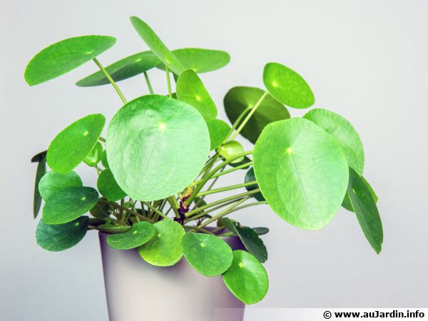 plante d'intérieur unique avec de grandes feuilles en pot avec