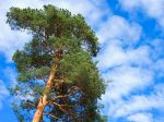 Pin sylvestre, Pin d'Écosse, Pin du nord, Pinus sylvestris