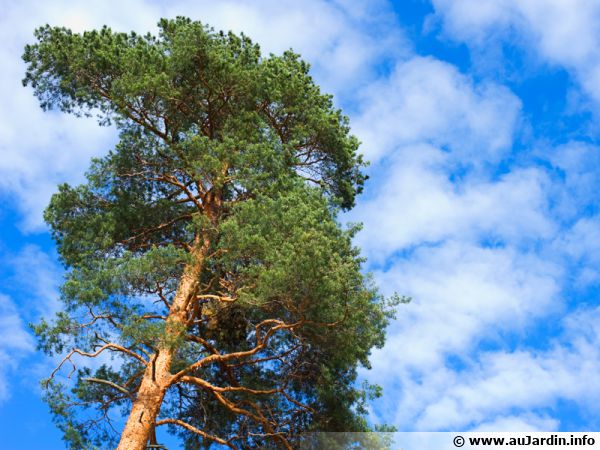 Pin sylvestre 'Norsky' taillé en nuage - Sur le Jardin du Pic Vert