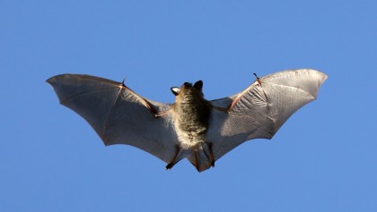 Chauve-souris : pourquoi ce mammif�re nocturne est indispensable