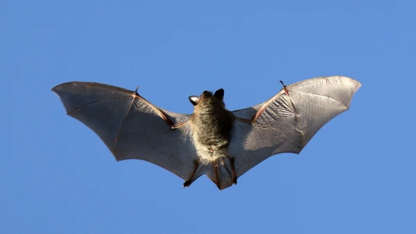 La pipistrelle commune, une d�voreuse de moustiques