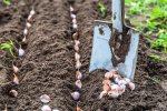 Quels lgumes semer en automne ?
