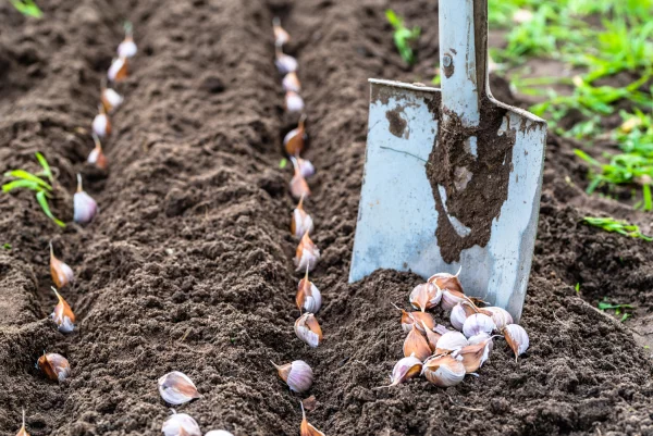 Quels lgumes semer en automne ?