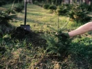 Comment planter son sapin de No�l�dans le jardin ?