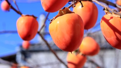 Plaqueminier (Diospyros kaki) : l'arbre fruitier id�al pour des r�coltes tardives