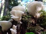 Pleurote corne d'abondance, Pleurotus cornucopiae