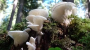 Pleurote corne d'abondance, Pleurotus cornucopiae