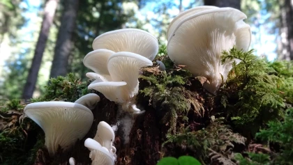 Pleurote corne d'abondance, Pleurotus cornucopiae