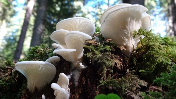 Pleurote corne d'abondance, Pleurotus cornucopiae