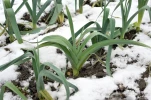 Un potager productif en hiver : guide pour des cultures performantes hors saison